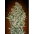 CHEESE BERRY (00 Seeds)
