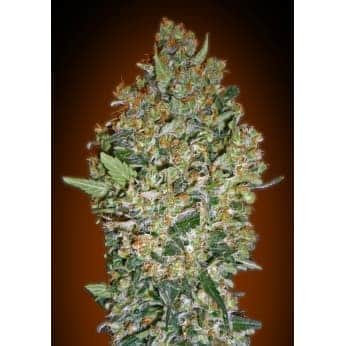 CHEESE BERRY (00 Seeds)