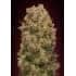 CARAMEL KUSH (00 Seeds)
