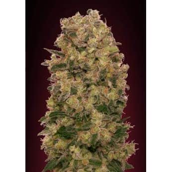 CARAMEL KUSH (00 Seeds)