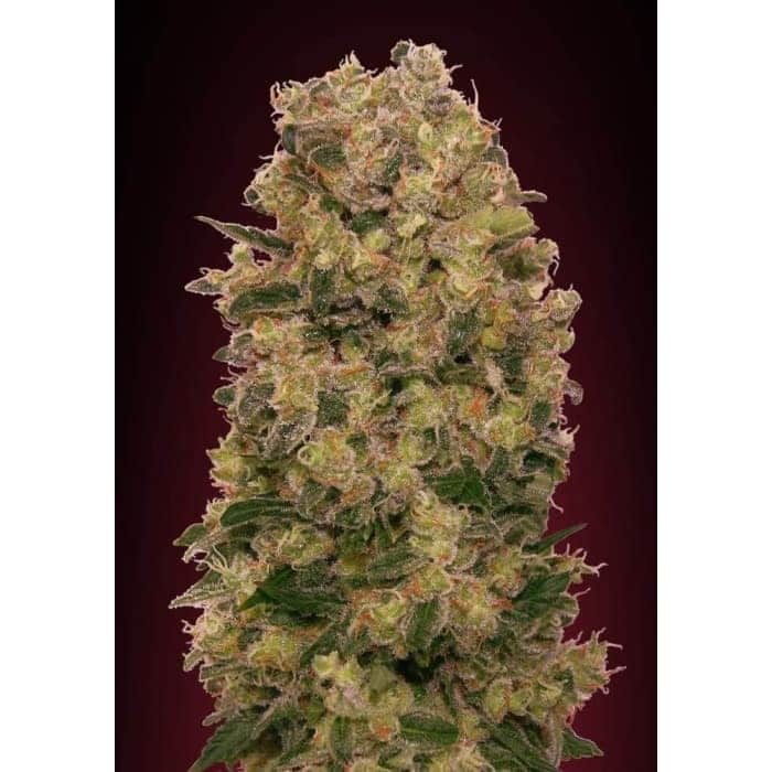 CARAMEL KUSH (00 Seeds)