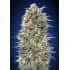 CALIFORNIA KUSH (00 Seeds)