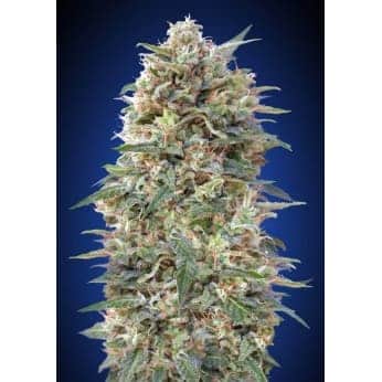 CALIFORNIA KUSH (00 Seeds)