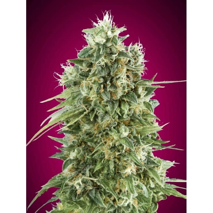 BUBBLE GUM CBD (00 Seeds)