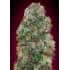 BUBBLE GUM (00 Seeds)