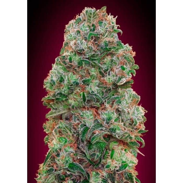BUBBLE GUM (00 Seeds)