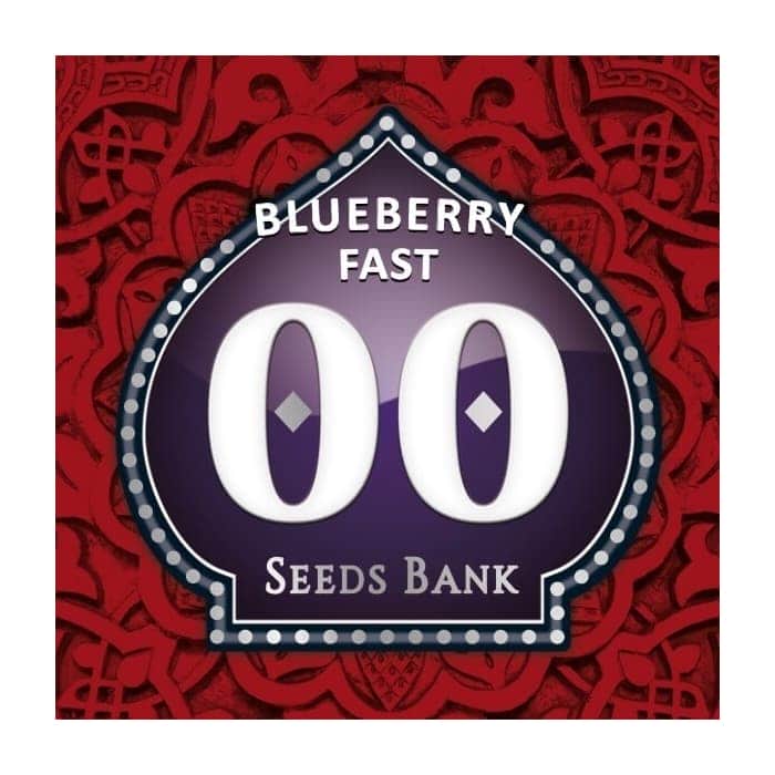 BLUEBERRY FAST (00 Seeds)