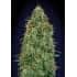 BLUEBERRY (00 Seeds)