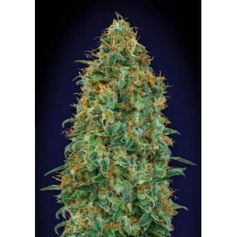BLUEBERRY (00 Seeds)