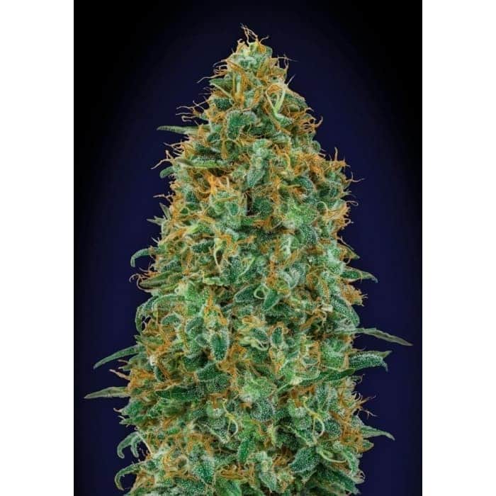 BLUEBERRY (00 Seeds)