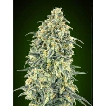 AUTO WHITE WIDOW XXL (00 SeedS)