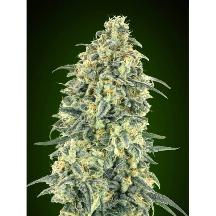 AUTO WHITE WIDOW XXL (00 SeedS)