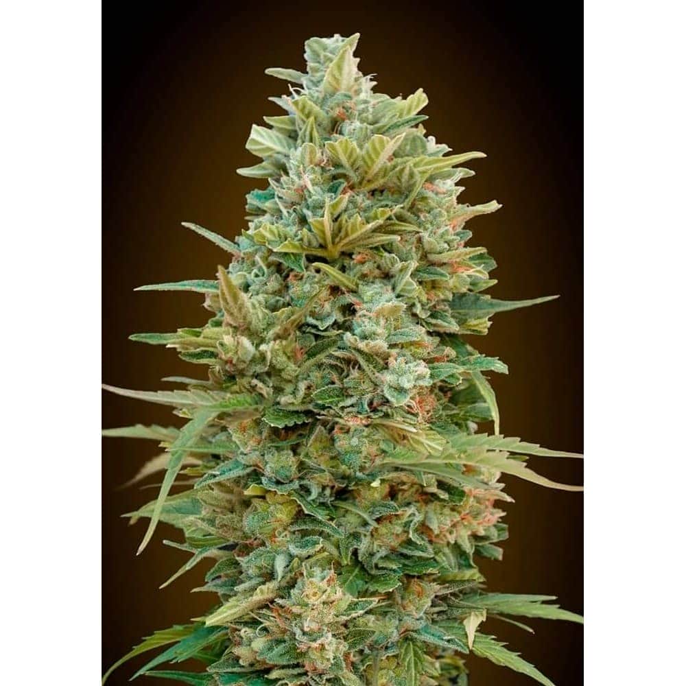 AUTO DO SI DOS COOKIES (00 Seeds)