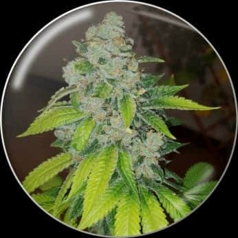 ZKITTLEZ (Medical Seeds)