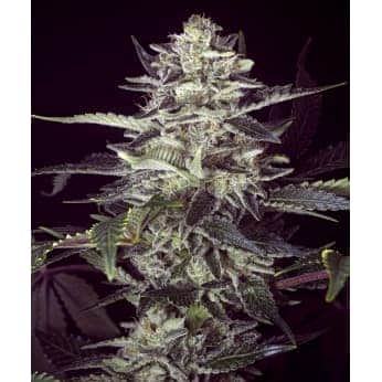 AUTO CHERRY PIE (High Speed Buds)