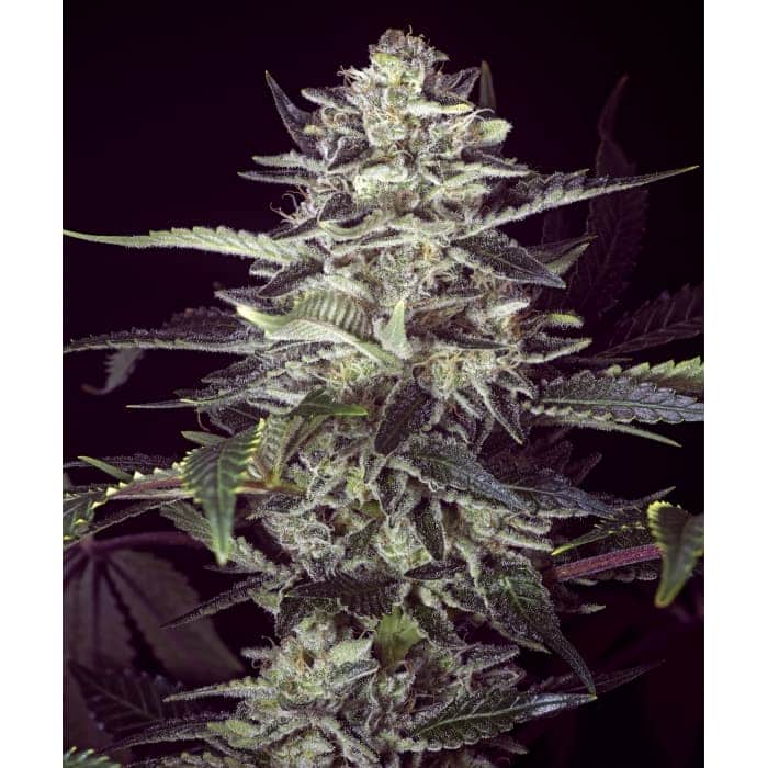 AUTO CHERRY PIE (High Speed Buds)