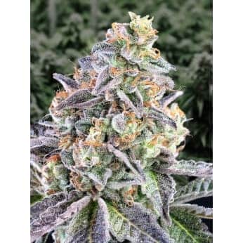 AUTO CHERRY PIE (High Speed Buds)