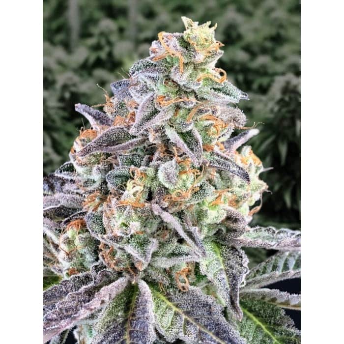 AUTO CHERRY PIE (High Speed Buds)
