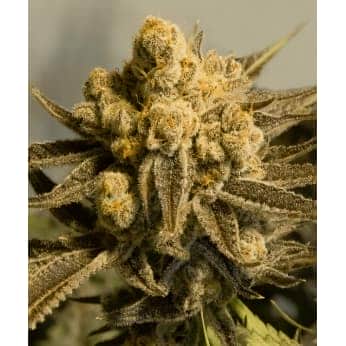 AUTO CRITICAL GLUE 4 (High Speed Buds)