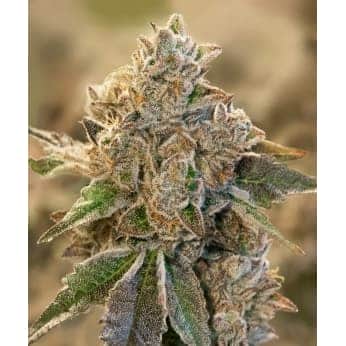 AUTO DO SI FACE (High Speed Buds)