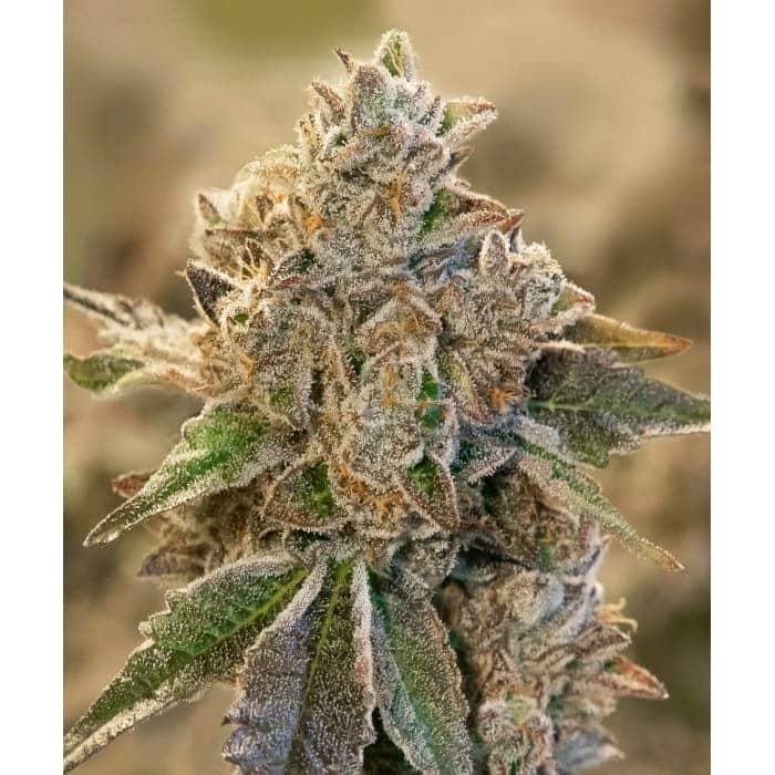 AUTO DO SI FACE (High Speed Buds)