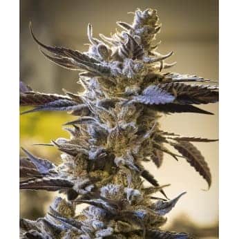 GHOST TRAIN OG (High Speed Buds)