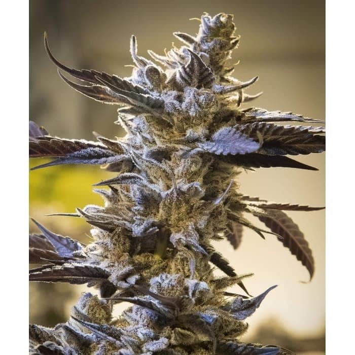 GHOST TRAIN OG (High Speed Buds)