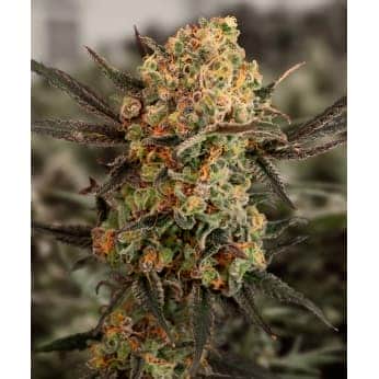 AUTO GORILLA ZKITTLEZ (High Speed Buds)