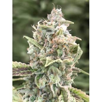 AUTO GRATEFUL DEAD (High Speed Buds)
