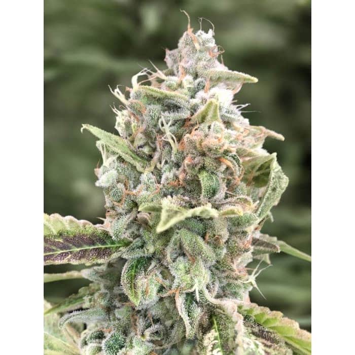 AUTO GRATEFUL DEAD (High Speed Buds)