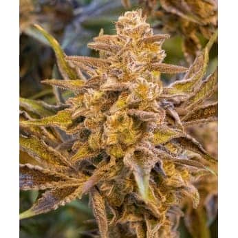 AUTO HIGH VOLTAGE (High Speed Buds)