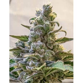 AUTO LEMON CAKE (High Speed Buds)
