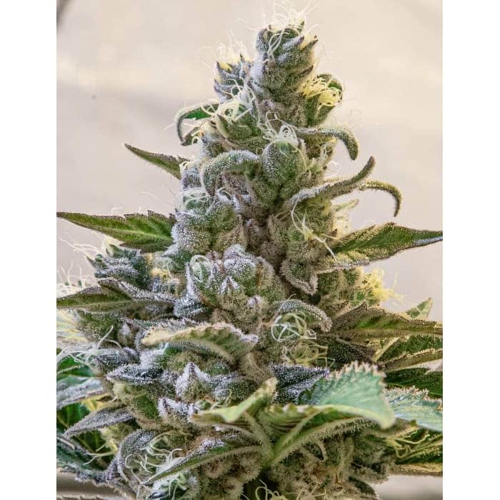 AUTO LEMON CAKE (High Speed Buds)