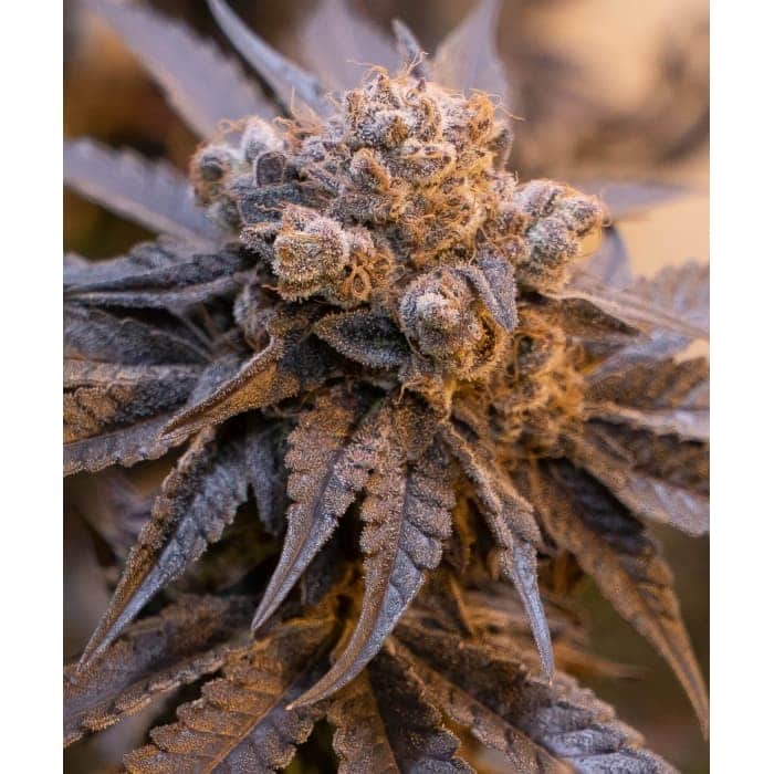 AUTO PURPLE PUNCH (High Speed Buds)