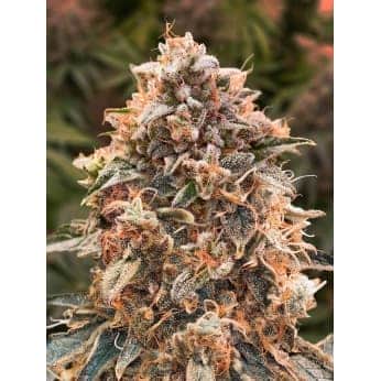 AUTO SUPER GLUE 4 (High Speed Buds)