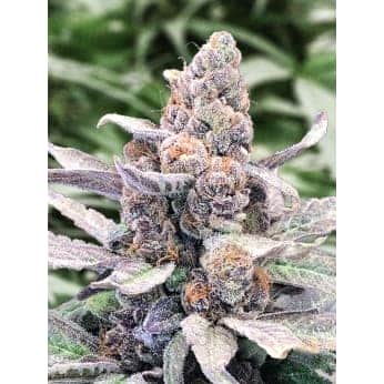 AUTO WEDDING CRASHER (High Speed Buds)