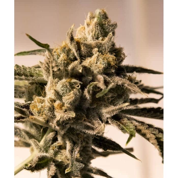 CHERRY PIE FAST (High Speed Buds)