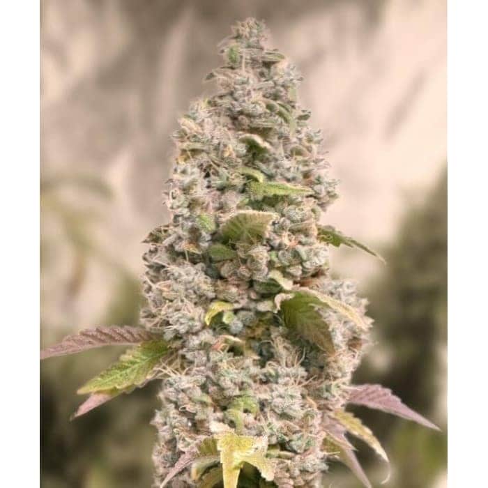 GORILLA COOKIES FAST (High Speed Buds)