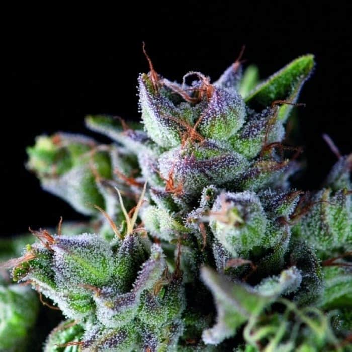 GORILA (Pyramid Seeds)