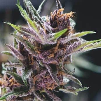 BLACK CHERRY PUNCH (Pyramid Seeds)