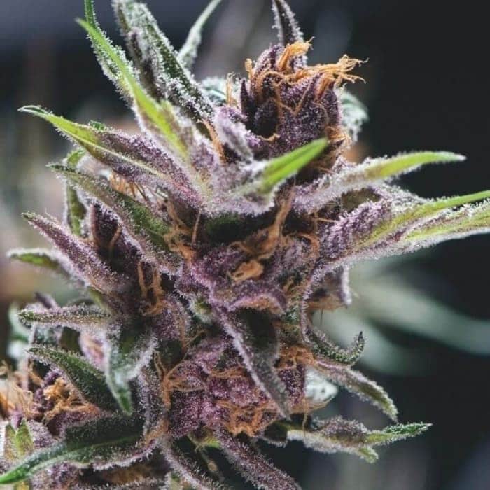 BLACK CHERRY PUNCH (Pyramid Seeds)