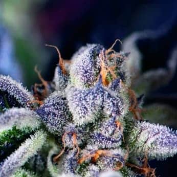 COOKIES USA (Pyramid Seeds)
