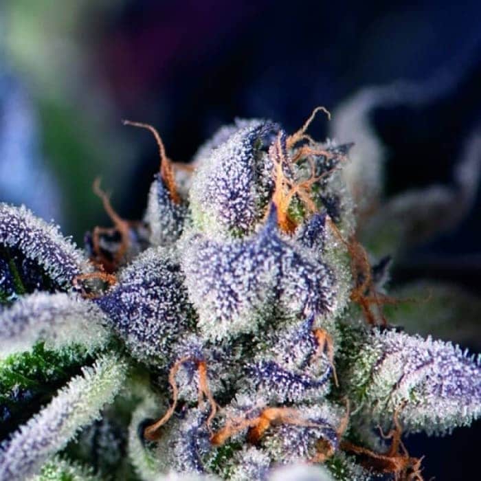 COOKIES USA (Pyramid Seeds)