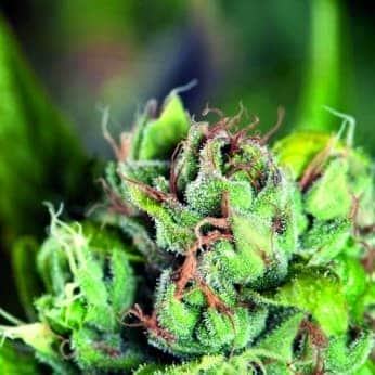 TAHOE CURE (Pyramid Seeds)