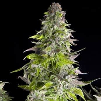 ROMULAN (Pyramid Seeds)