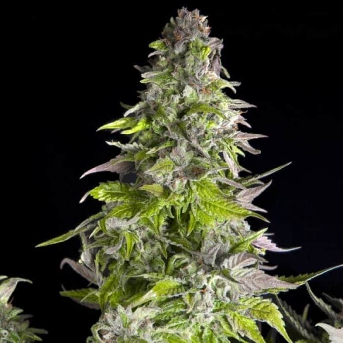 ROMULAN (Pyramid Seeds)