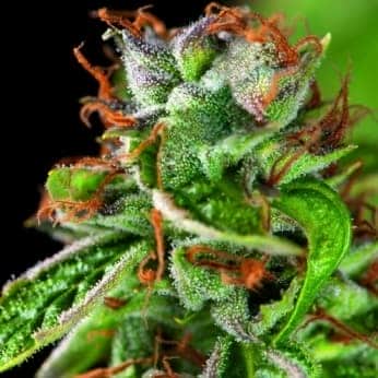 DOUBLE OG HAZE (Pyramid Seeds)