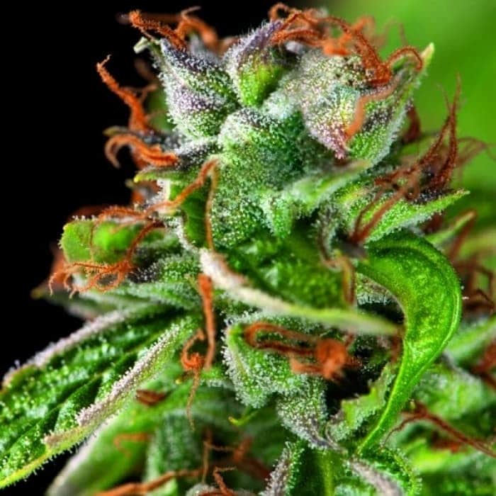 DOUBLE OG HAZE (Pyramid Seeds)