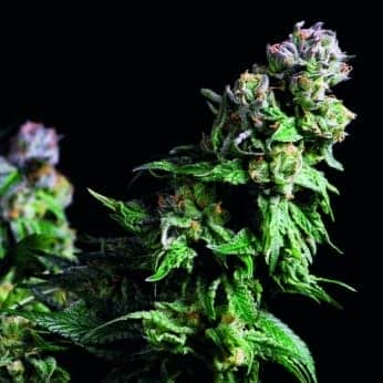 PURPLE URKLE (Pyramid Seeds)