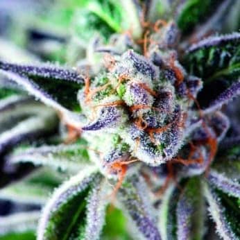 DO SI DOS (Pyramid Seeds)
